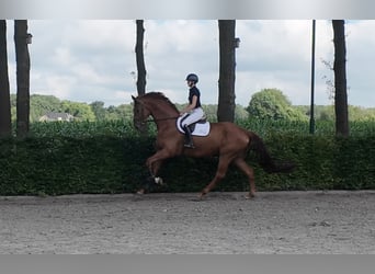 Oldenburg, Castrone, 5 Anni, 185 cm, Sauro