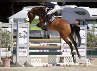 Oldenburg, Castrone, 5 Anni, Baio