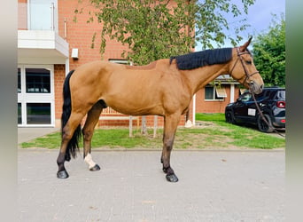 Oldenburg, Castrone, 5 Anni, Baio