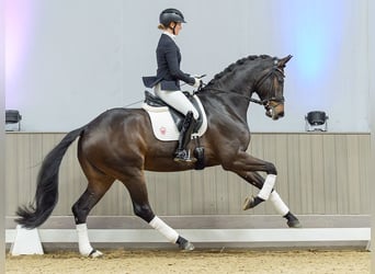 Oldenburg, Castrone, 5 Anni, Baio scuro