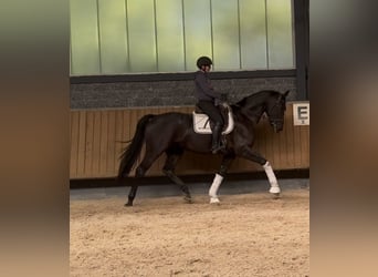 Oldenburg, Castrone, 5 Anni, Morello