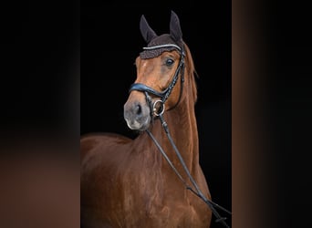 Oldenburg, Castrone, 5 Anni, Sauro