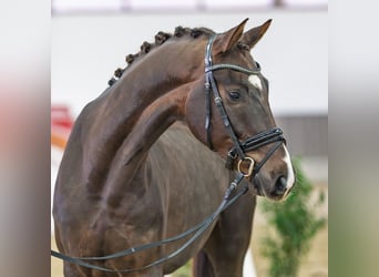 Oldenburg, Castrone, 5 Anni, Sauro scuro