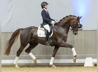 Oldenburg, Castrone, 5 Anni, Sauro scuro