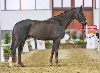 Oldenburg, Castrone, 5 Anni, Sauro scuro