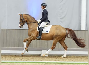 Oldenburg, Castrone, 5 Anni, Sauro scuro