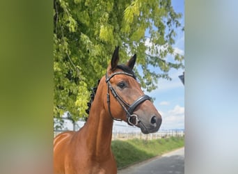 Oldenburg, Castrone, 6 Anni, 161 cm, Baio