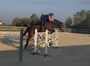 Oldenburg, Castrone, 6 Anni, 161 cm, Baio