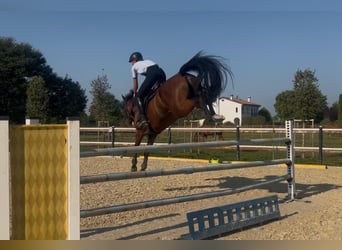 Oldenburg, Castrone, 6 Anni, 162 cm, Baio
