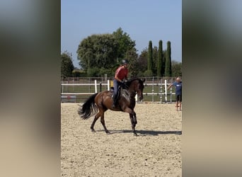 Oldenburg, Castrone, 6 Anni, 162 cm, Baio