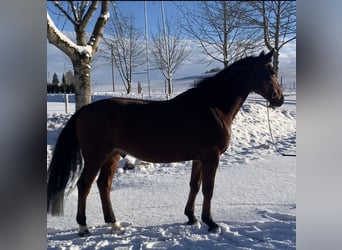 Oldenburg, Castrone, 6 Anni, 164 cm