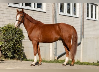 Oldenburg, Castrone, 6 Anni, 164 cm, Sauro