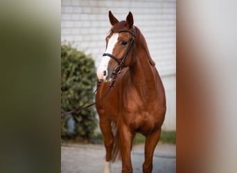 Oldenburg, Castrone, 6 Anni, 164 cm, Sauro