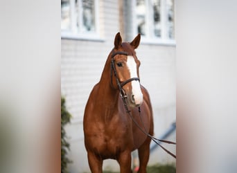 Oldenburg, Castrone, 6 Anni, 164 cm, Sauro