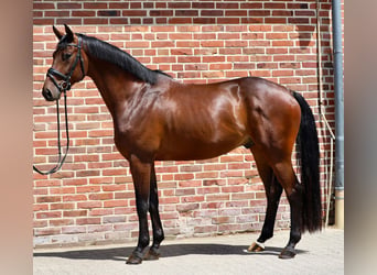 Oldenburg, Castrone, 6 Anni, 165 cm, Baio