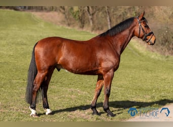 Oldenburg, Castrone, 6 Anni, 165 cm, Baio