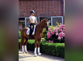 Oldenburg, Castrone, 6 Anni, 165 cm, Sauro