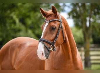 Oldenburg, Castrone, 6 Anni, 165 cm, Sauro
