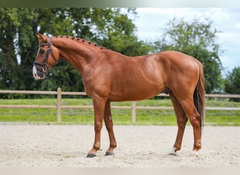 Oldenburg, Castrone, 6 Anni, 165 cm, Sauro
