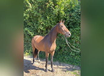 Oldenburg, Castrone, 6 Anni, 166 cm, Baio