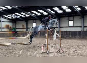 Oldenburg, Castrone, 6 Anni, 166 cm, Grigio