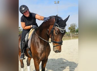 Oldenburg, Castrone, 6 Anni, 167 cm, Baio scuro