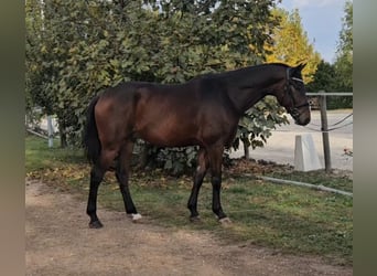 Oldenburg, Castrone, 6 Anni, 167 cm, Baio scuro