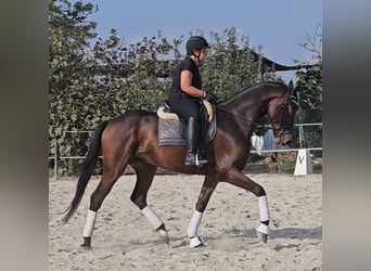 Oldenburg, Castrone, 6 Anni, 167 cm, Baio scuro