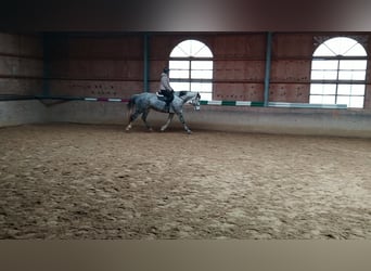 Oldenburg, Castrone, 6 Anni, 167 cm, Falbo baio