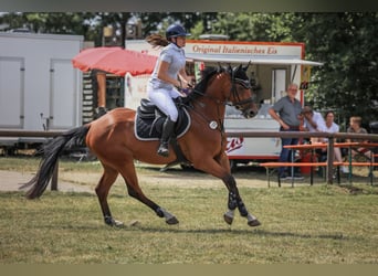 Oldenburg, Castrone, 6 Anni, 168 cm, Baio