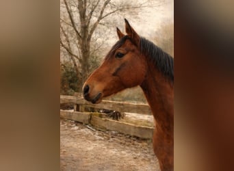 Oldenburg, Castrone, 6 Anni, 168 cm, Baio