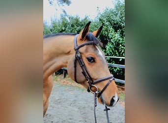 Oldenburg, Castrone, 6 Anni, 168 cm