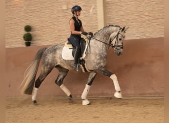 Oldenburg, Castrone, 6 Anni, 168 cm, Grigio