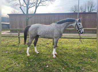 Oldenburg, Castrone, 6 Anni, 168 cm, Grigio