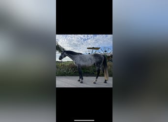 Oldenburg, Castrone, 6 Anni, 168 cm, Grigio pezzato