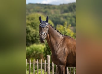 Oldenburg, Castrone, 6 Anni, 168 cm, Morello