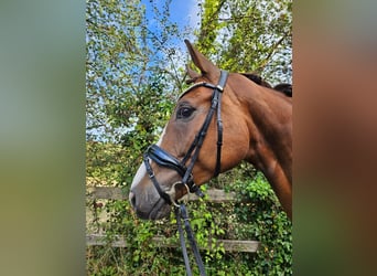 Oldenburg, Castrone, 6 Anni, 168 cm, Sauro