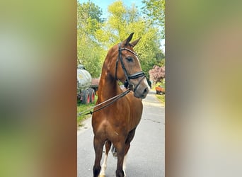 Oldenburg, Castrone, 6 Anni, 168 cm, Sauro