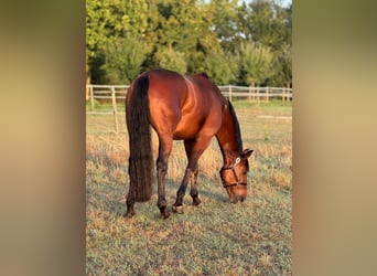 Oldenburg, Castrone, 6 Anni, 169 cm, Baio scuro