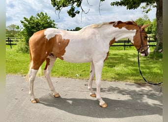 Oldenburg, Castrone, 6 Anni, 169 cm, Pezzato
