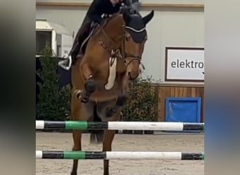 Oldenburg, Castrone, 6 Anni, 170 cm, Baio