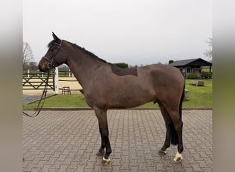 Oldenburg, Castrone, 6 Anni, 170 cm
