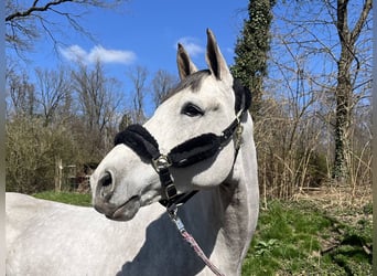 Oldenburg, Castrone, 6 Anni, 170 cm, Grigio