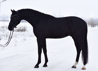 Oldenburg, Castrone, 6 Anni, 170 cm, Morello