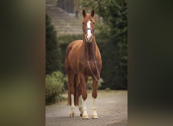 Oldenburg, Castrone, 6 Anni, 170 cm, Sauro