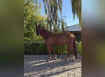 Oldenburg, Castrone, 6 Anni, 170 cm, Sauro scuro