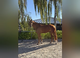 Oldenburg, Castrone, 6 Anni, 170 cm, Sauro scuro