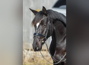 Oldenburg, Castrone, 6 Anni, 171 cm, Morello