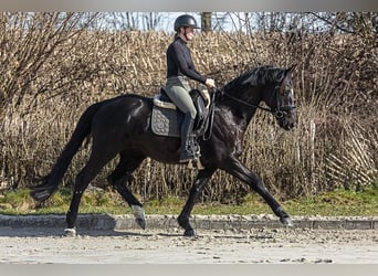 Oldenburg, Castrone, 6 Anni, 171 cm, Morello