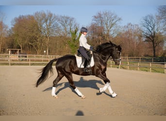 Oldenburg, Castrone, 6 Anni, 171 cm, Morello